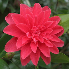 Load image into Gallery viewer, CAMELLIA JAPONICA MARK ALAN 4.0L
