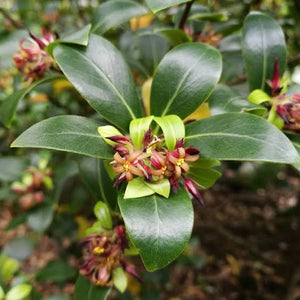 PITTOSPORUM CORNIFOLIUM TAWHIRIKARO