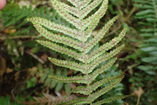 Load image into Gallery viewer, DOODIA AUSTRALIS RASP FERN 2.5L
