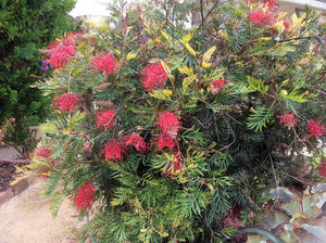 GREVILLEA ROBYN GORDON