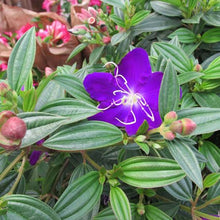 Load image into Gallery viewer, TIBOUCHINA GRANDIFLORA 3.5L
