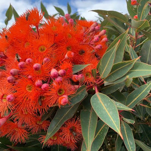 EUCALYPTUS FICIFOLIA RED FLOWER GUM