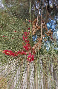 CASUARINA CUNNINGHAMIANA