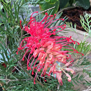 GREVILLEA ROBYN GORDON