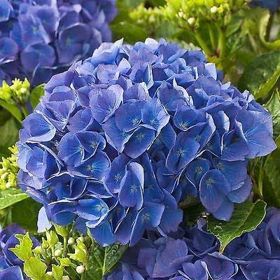 HYDRANGEA MACROPHYLLA RENATE STEINIGER 4.5L