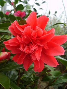 CAMELLIA JAPONICA MARK ALAN 4.0L