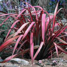 Load image into Gallery viewer, PHORMIUM PINK PANTHER 3.3L
