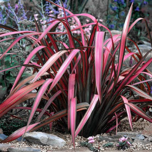 PHORMIUM PINK PANTHER 3.3L