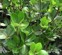 Load image into Gallery viewer, PITTOSPORUM CORNIFOLIUM TAWHIRIKARO
