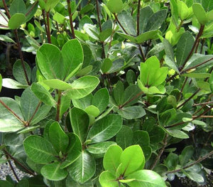 PITTOSPORUM CORNIFOLIUM TAWHIRIKARO