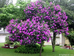 TIBOUCHINA GRANDIFLORA 3.5L