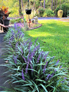 LIRIOPE EVERGREEN GIANT 11CM