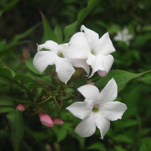 JASMINUM GRANDIFLORUM SPANISH JASMINE 3.5L