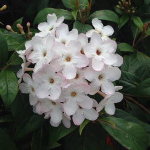 LUCULIA PINCEANA FRAGRANT PEARL 3.0L