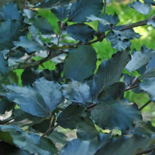 Load image into Gallery viewer, FAGUS SYLVATICA RIVERSII RIVERS PURPLE BEECH PB40
