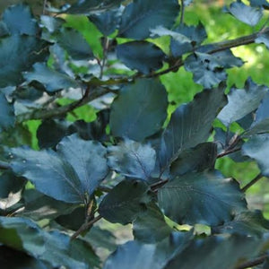 FAGUS SYLVATICA RIVERSII RIVERS PURPLE BEECH PB40