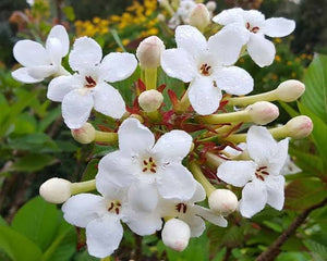 LUCULIA TSETENSIS GRANDIFLORA 3.0L