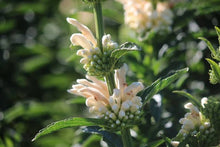 Load image into Gallery viewer, LEONOTIS LEONORUS KIMBA ALBA LIONS TAIL 3.5L
