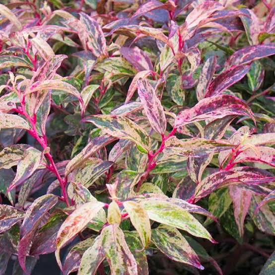 LEUCOTHOE FONTANESIANA RAINBOW