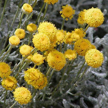 Load image into Gallery viewer, LEPTOSPERMUM NITIDUM COPPERSHEEN 3.5L
