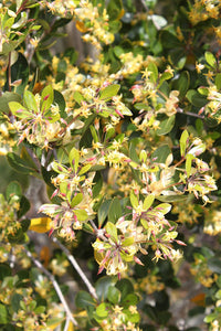 PITTOSPORUM CORNIFOLIUM TAWHIRIKARO