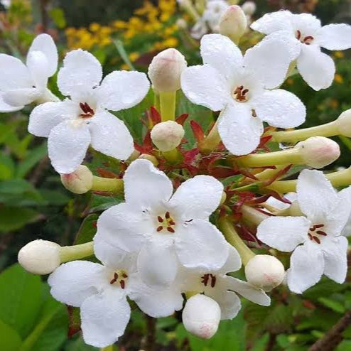 LUCULIA TSETENSIS GRANDIFLORA 3.0L