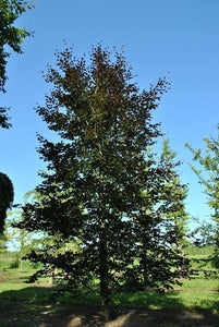 FAGUS SYLVATICA RIVERSII PB18