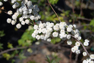 SPIREA PRUNIFOLIA PLENA BRIDAL 3.3L