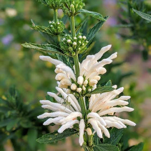 LEONOTIS LEONORUS KIMBA ALBA LIONS TAIL 3.5L