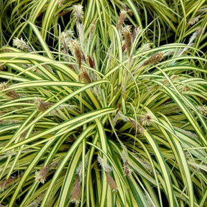 CAREX EVERGOLD 1.9L