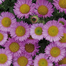 Load image into Gallery viewer, ERIGERON SEA BREEZE 14CM
