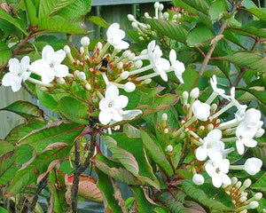 LUCULIA TSETENSIS GRANDIFLORA 3.0L