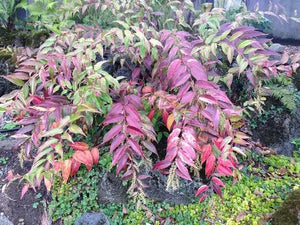 LEUCOTHOE FONTANESIANA RAINBOW