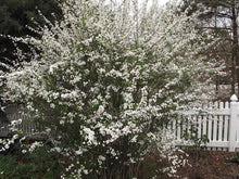 Load image into Gallery viewer, SPIREA PRUNIFOLIA PLENA BRIDAL 3.3L
