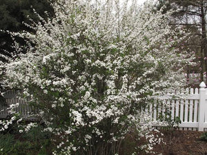 SPIREA PRUNIFOLIA PLENA BRIDAL 3.3L