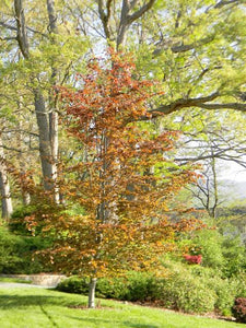 FAGUS SYLVATICA RIVERSII PB18