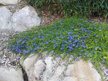 Load image into Gallery viewer, DAMPIERA DIVERSIFOLIA KANGAROO LOBELIA 2.5L
