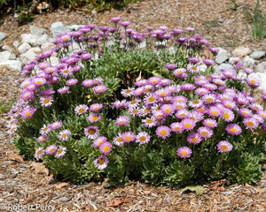 ERIGERON SEA BREEZE 14CM