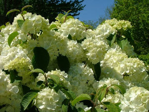 VIBURNUM PLICATUM JAPANESE SNOWBALL NEWPORT 6.0L