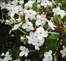 Load image into Gallery viewer, LUCULIA TSETENSIS GRANDIFLORA 3.0L
