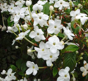 LUCULIA TSETENSIS GRANDIFLORA 3.0L