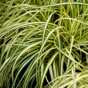 CAREX EVERGOLD 1.9L