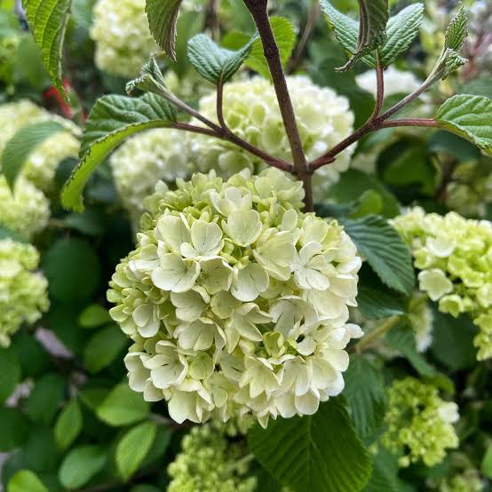 VIBURNUM PLICATUM JAPANESE SNOWBALL NEWPORT 6.0L