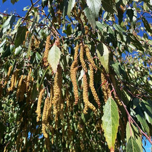 ALNUS JORULLENSIS