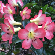 Load image into Gallery viewer, VIREYA RHODODENDRON KISSES 3.3L
