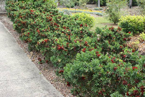 CALLISTEMON BETTER JOHN