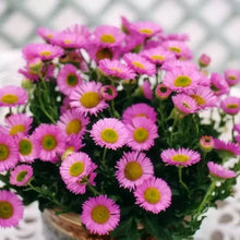 Load image into Gallery viewer, ERIGERON SEA BREEZE 14CM
