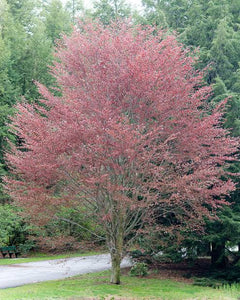 FAGUS SYLVATICA RIVERSII PB18