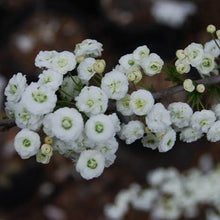 Load image into Gallery viewer, SPIREA PRUNIFOLIA PLENA BRIDAL 3.3L
