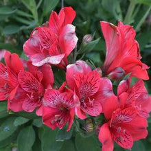 Load image into Gallery viewer, ALSTROEMERIA COMPACT INTICANCHA VALENTINO 2.5L
